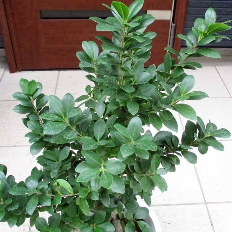 現品】ガジュマル 超曲がり 八の字 昇り龍の様な仕立て 多幸の木